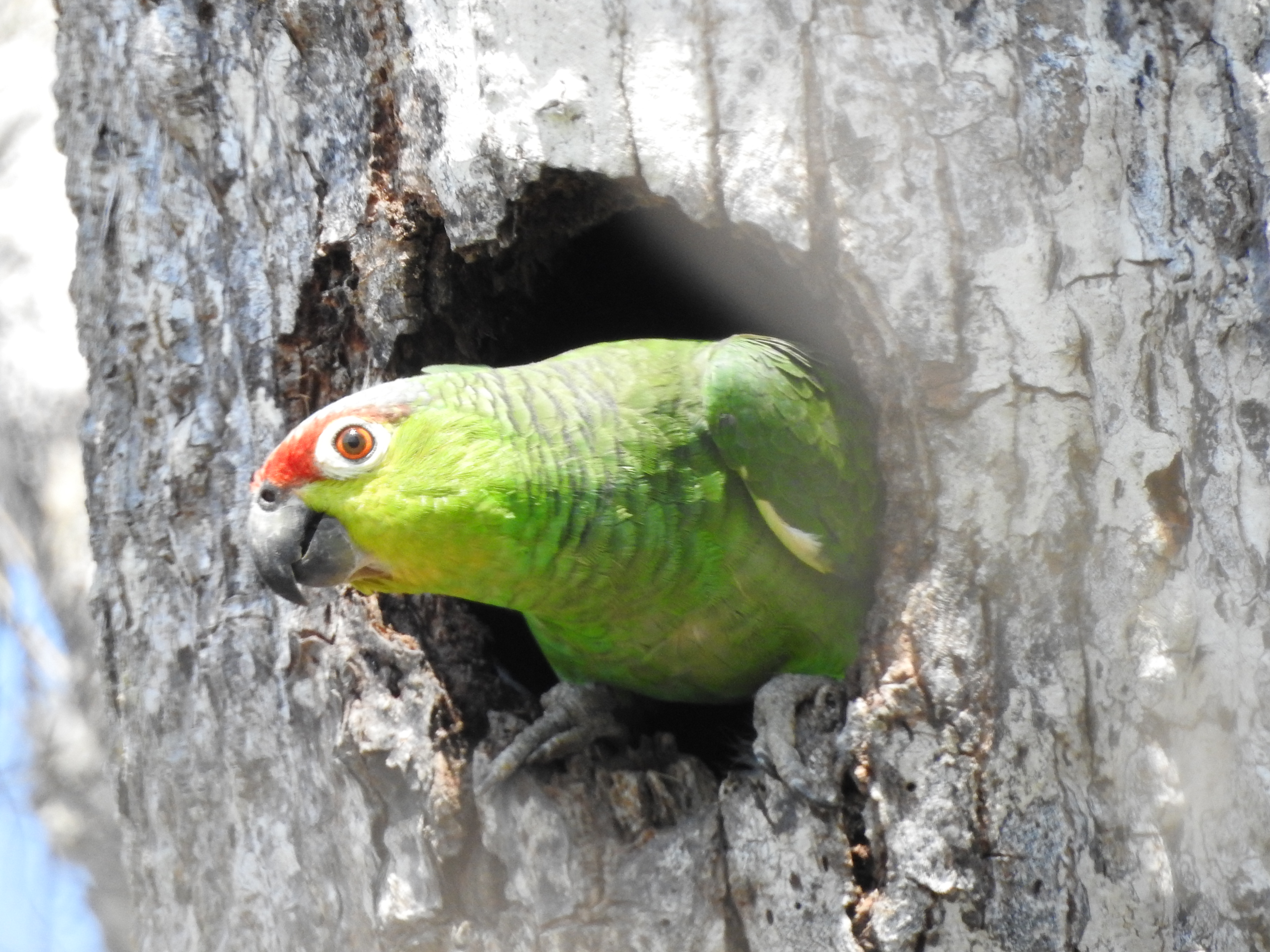 ZGAP: 4 décadas apoyando proyectos de conservación de especies amenazadas mundialmente